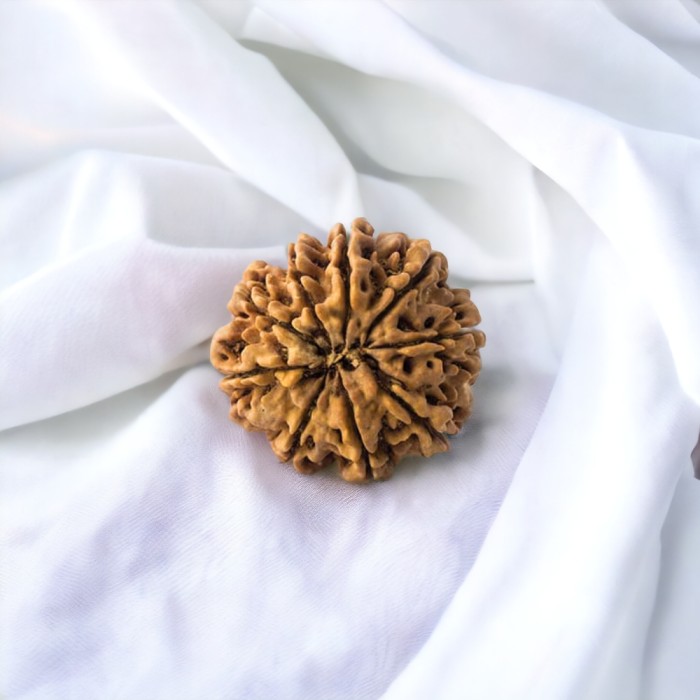 9 Mukhi Rudraksha