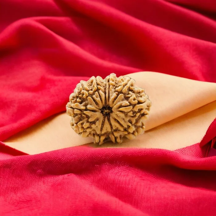10 Mukhi Rudraksha