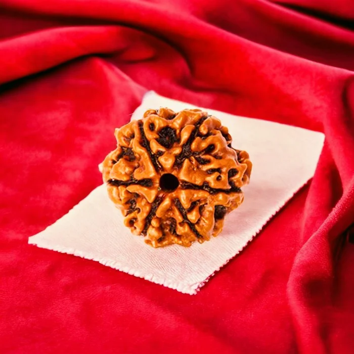 6 Mukhi Rudraksha