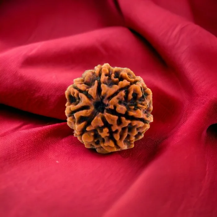 7 Mukhi Rudraksha