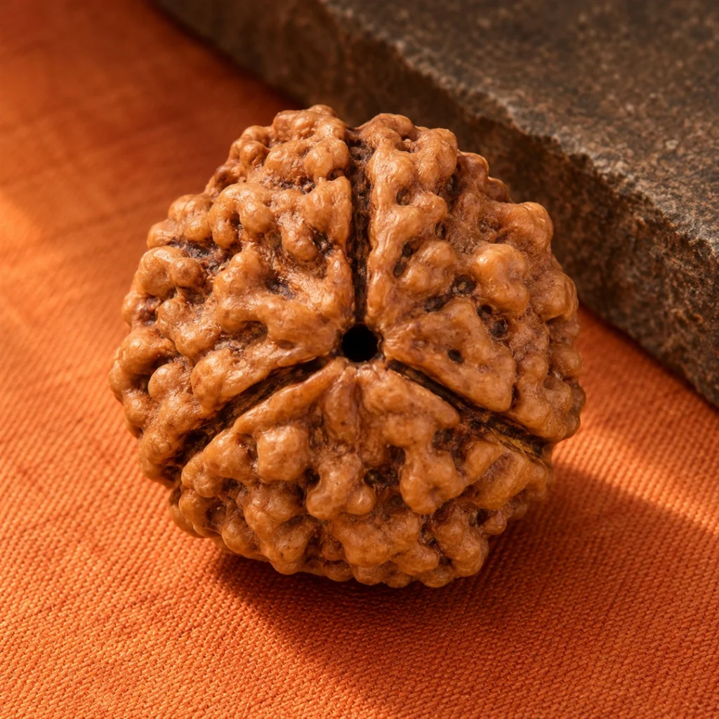 3 Mukhi Rudraksha